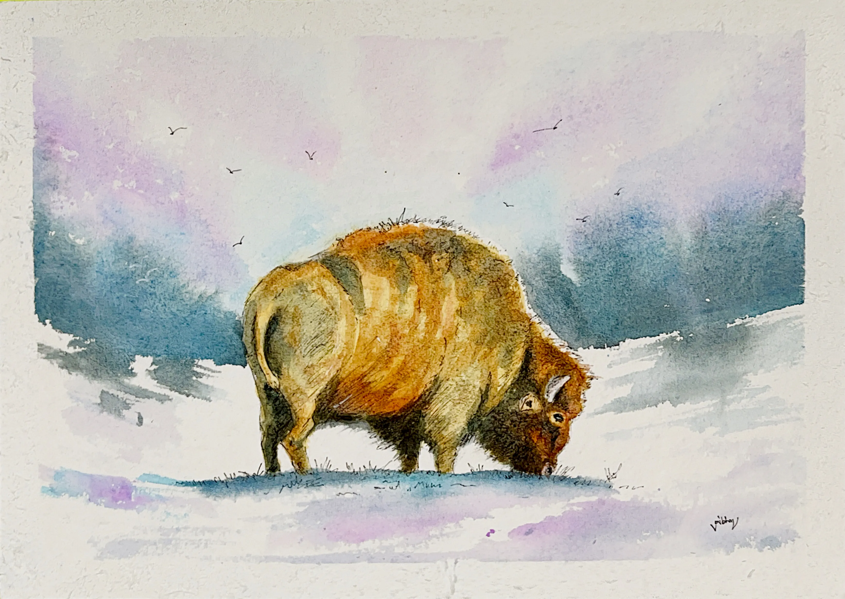 Bison